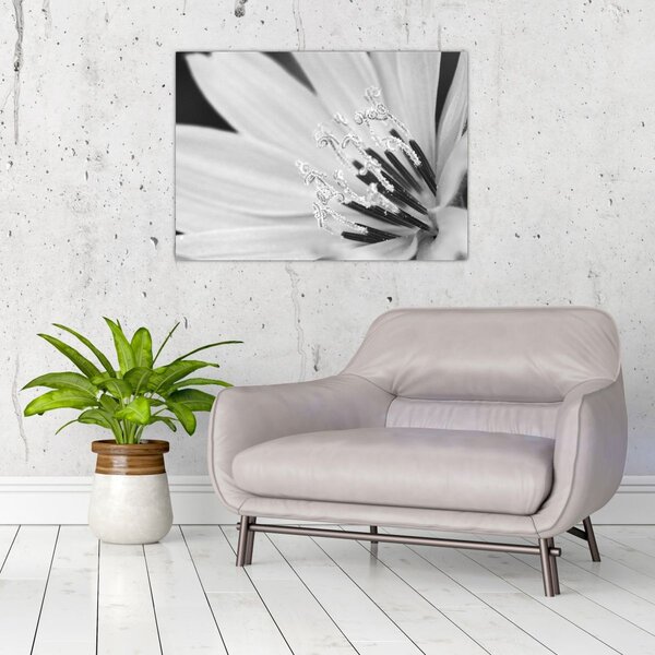 Slika - Crno-bijeli cvijet (70x50 cm)