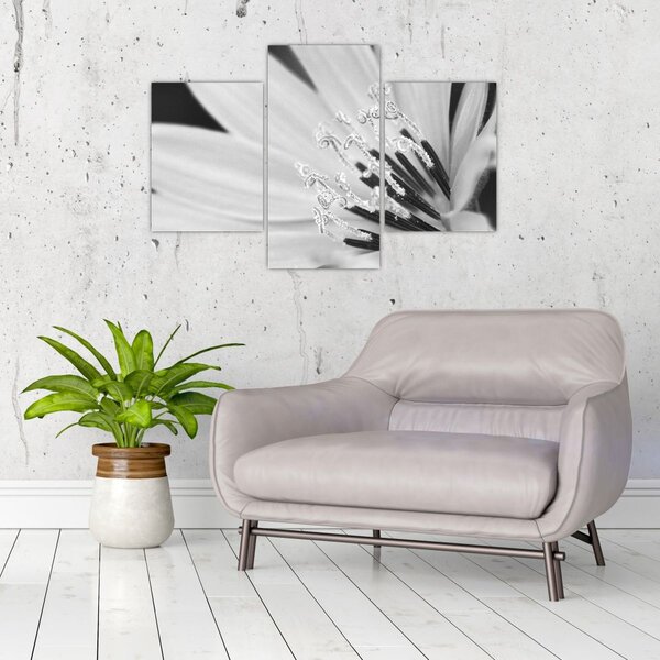 Slika - Crno-bijeli cvijet (90x60 cm)