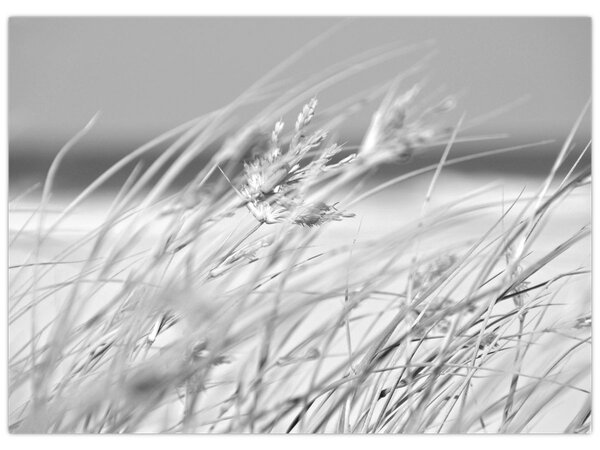 Slika - Trava za plažu (70x50 cm)