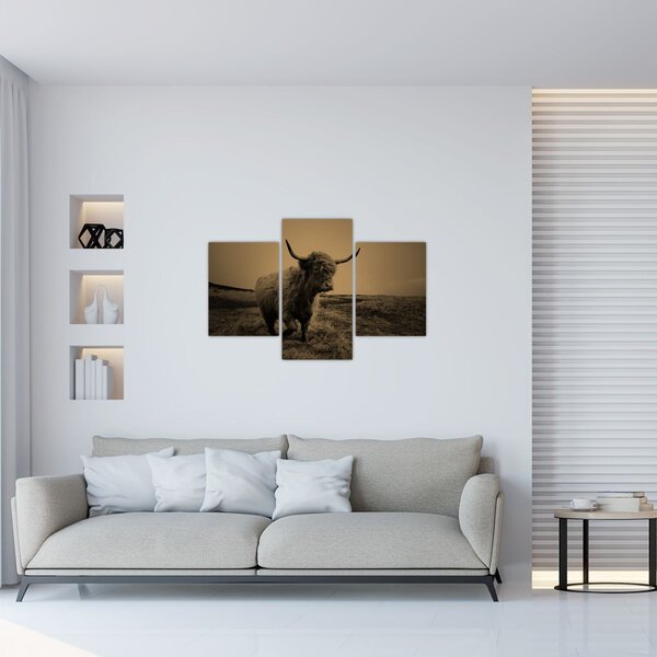 Slika - Škotska krava u bijegu (90x60 cm)