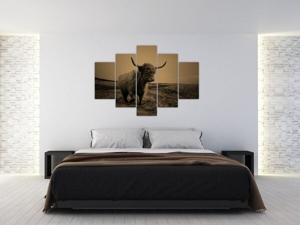 Slika - Škotska krava u bijegu (150x105 cm)