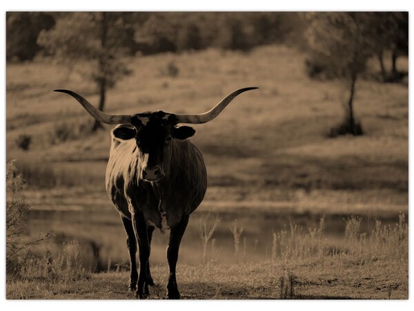 Slika - Teksaška krava (70x50 cm)