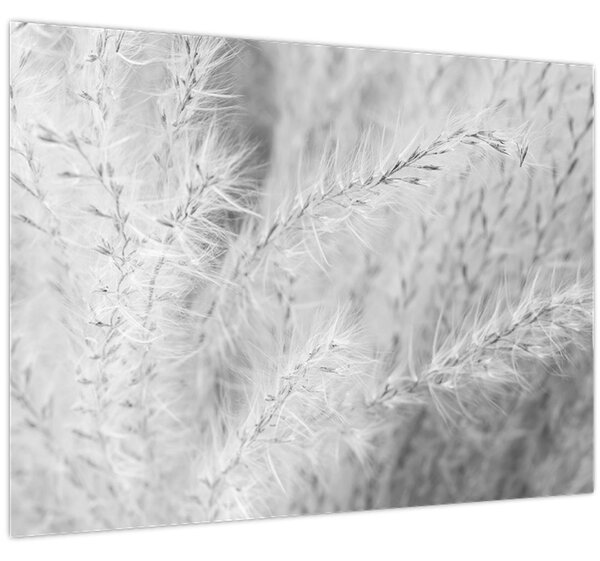 Slika - Pampas trava N⁰1 (70x50 cm)
