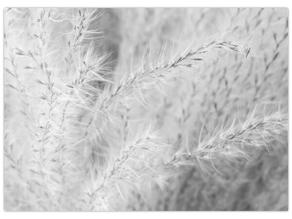 Slika - Pampas trava N⁰1 (70x50 cm)