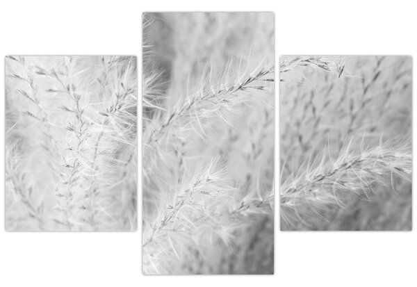 Slika - Pampas trava N⁰1 (90x60 cm)
