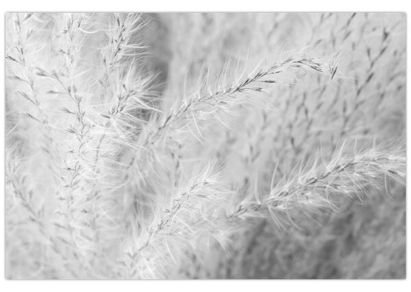 Slika - Pampas trava N⁰1 (90x60 cm)
