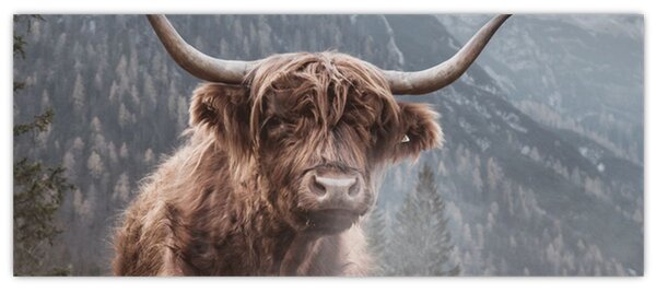 Slika - Highlander krava (120x50 cm)