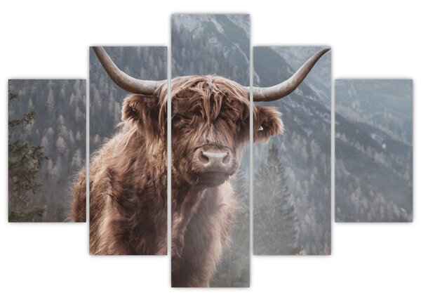 Slika - Highlander krava (150x105 cm)
