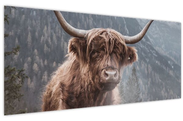 Slika - Highlander krava (120x50 cm)