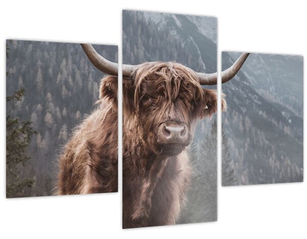 Slika - Highlander krava (90x60 cm)