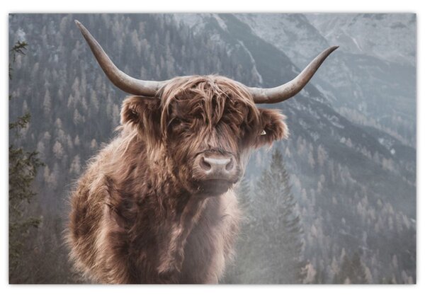 Slika - Highlander krava (90x60 cm)
