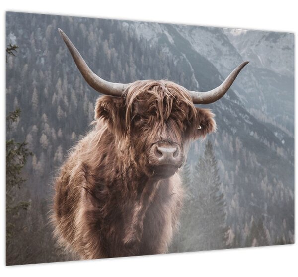 Slika - Highlander krava (70x50 cm)