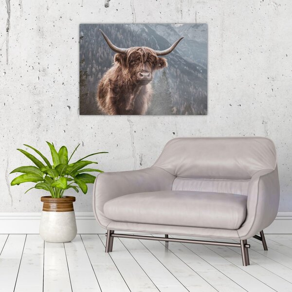 Slika - Highlander krava (70x50 cm)