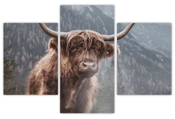 Slika - Highlander krava (90x60 cm)