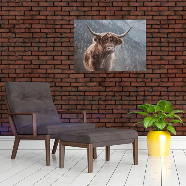 Slika - Highlander krava (70x50 cm)