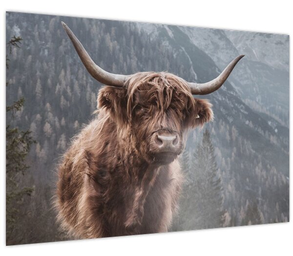 Slika - Highlander krava (90x60 cm)