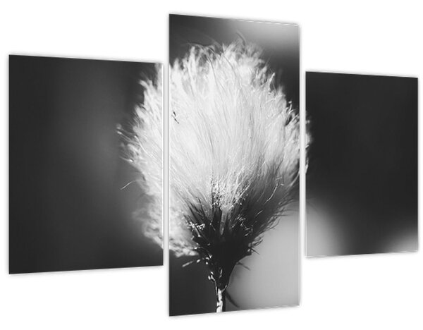 Slika - Crno-bijela pamučna trava (90x60 cm)