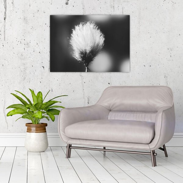 Slika - Crno-bijela pamučna trava (70x50 cm)