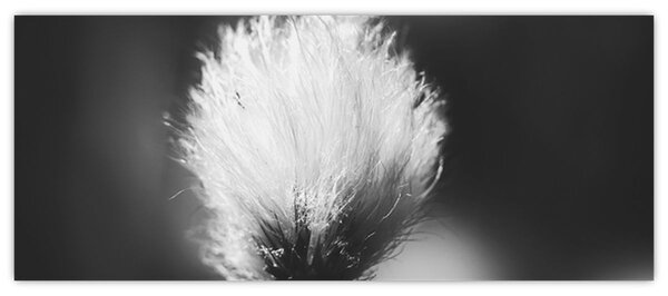 Slika - Crno-bijela pamučna trava (120x50 cm)