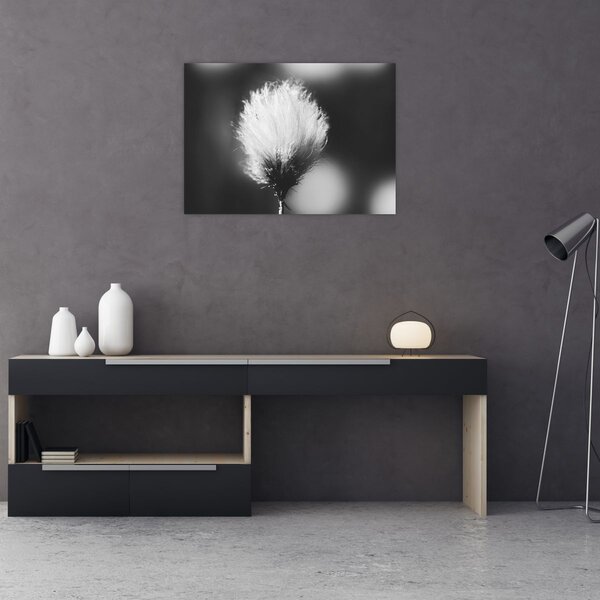 Slika - Crno-bijela pamučna trava (70x50 cm)