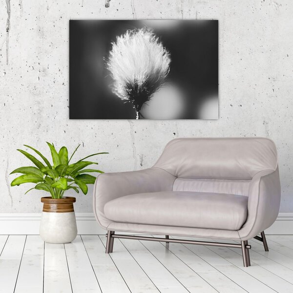 Slika - Crno-bijela pamučna trava (90x60 cm)