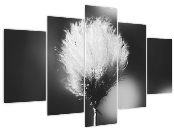 Slika - Crno-bijela pamučna trava (150x105 cm)