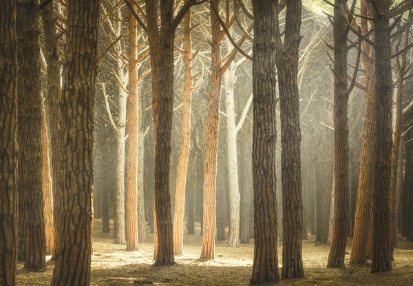 Foto tapeta – Šuma sa sunčevim zrakama (147x102 cm)