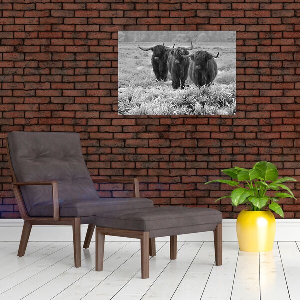 Slika - škotske krave (70x50 cm)