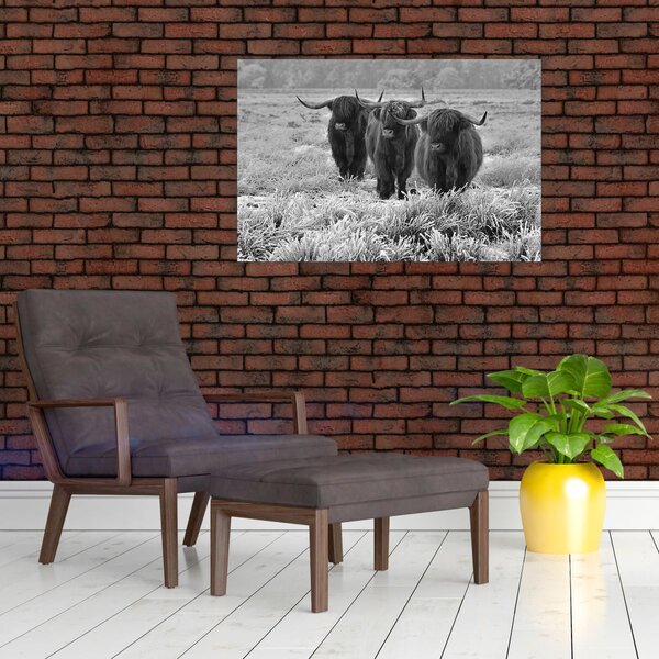 Slika - škotske krave (90x60 cm)