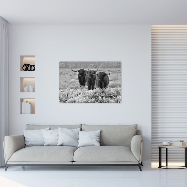 Slika - škotske krave (90x60 cm)