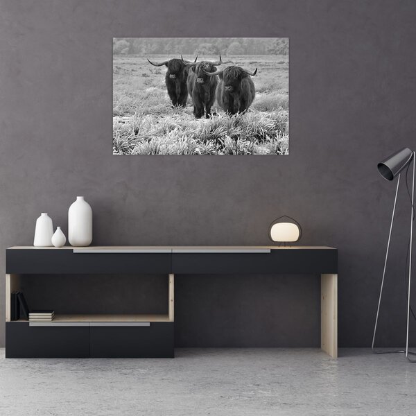 Slika - škotske krave (90x60 cm)