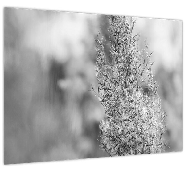 Slika - Boho pampas trava (70x50 cm)