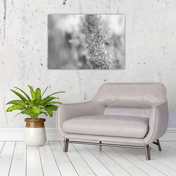 Slika - Boho pampas trava (70x50 cm)
