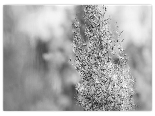 Slika - Boho pampas trava (70x50 cm)