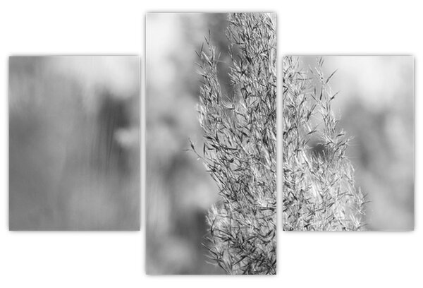 Slika - Boho pampas trava (90x60 cm)