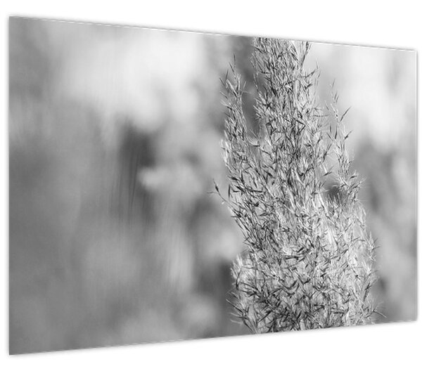 Slika - Boho pampas trava (90x60 cm)