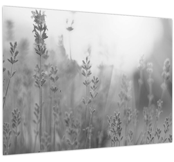Slika - Lavanda (70x50 cm)