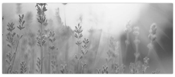 Slika - Lavanda (120x50 cm)