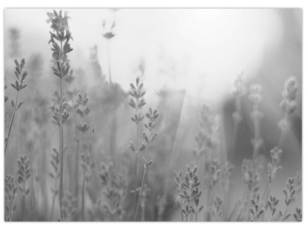 Slika - Lavanda (70x50 cm)