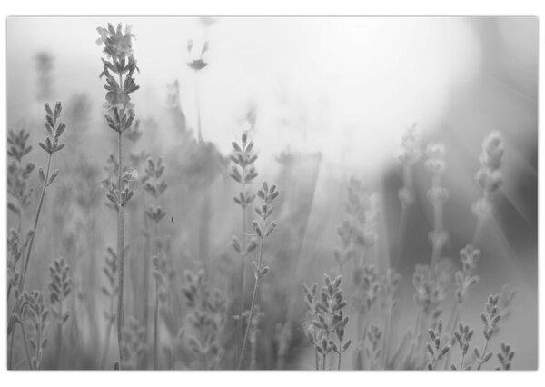 Slika - Lavanda (90x60 cm)