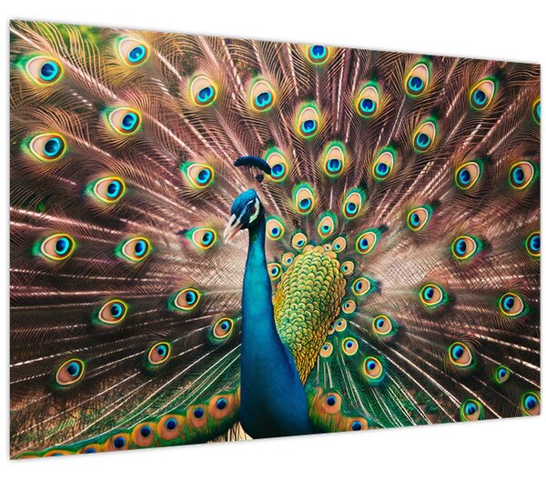 Slika - Paun (90x60 cm)