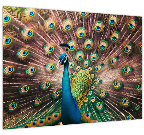 Slika - Paun (70x50 cm)