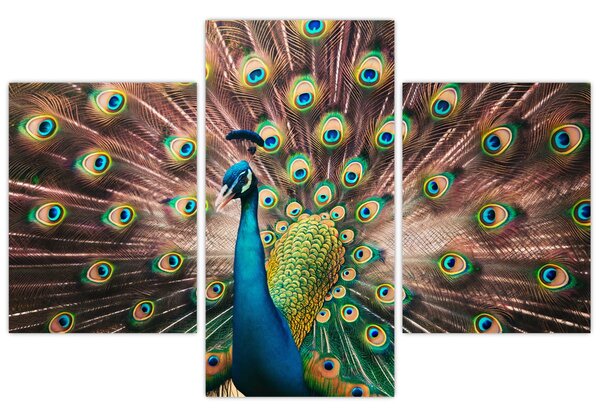 Slika - Paun (90x60 cm)