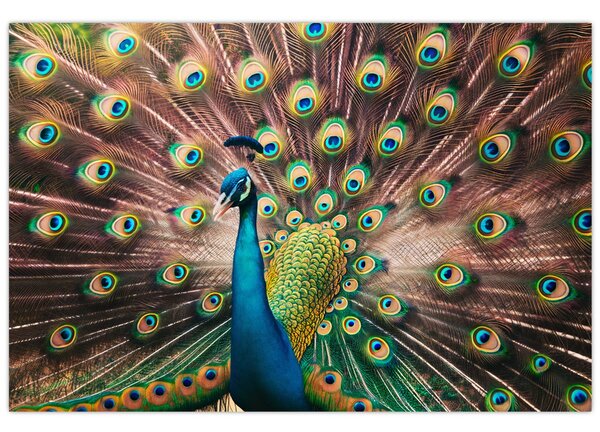 Slika - Paun (90x60 cm)