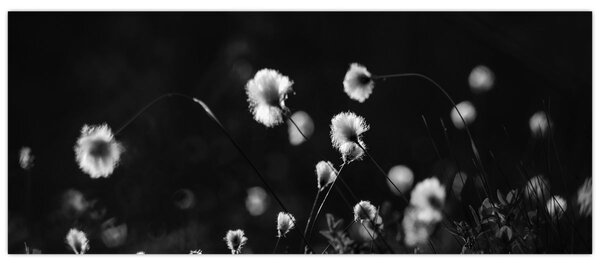 Slika - Livada s pamučnicom N⁰1 (120x50 cm)