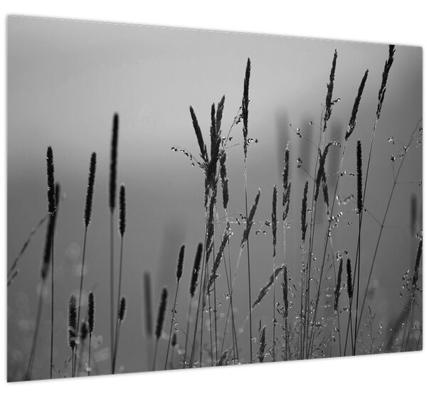 Slika - Vlati trave (70x50 cm)