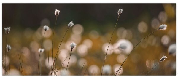 Slika - Livada s pamučnicom N⁰2 (120x50 cm)