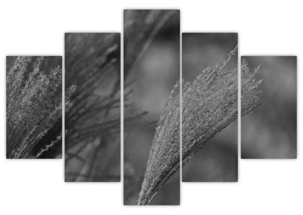Slika - Osušena pampas trava (150x105 cm)