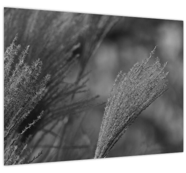 Slika - Osušena pampas trava (70x50 cm)