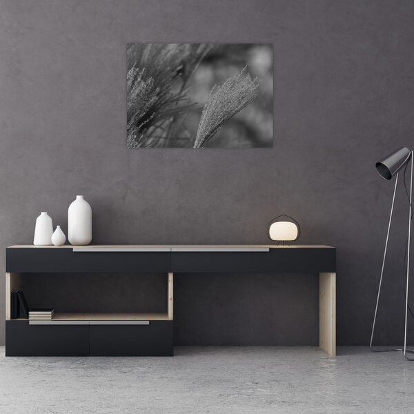 Slika - Osušena pampas trava (70x50 cm)